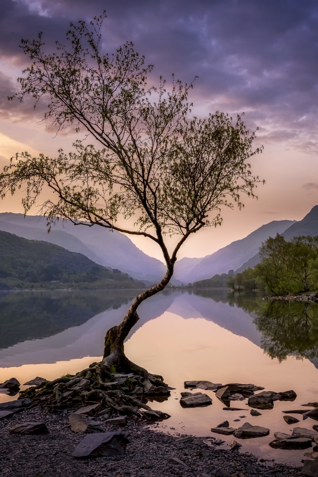 Одинокое дерево на берегу озера