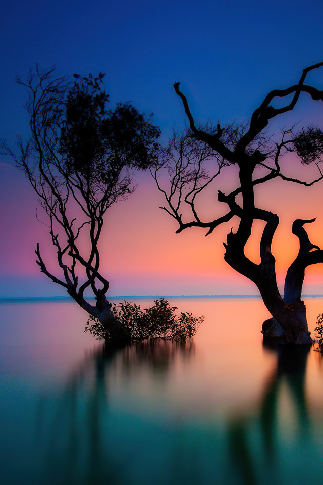 Сухие деревья в воде озера на закате