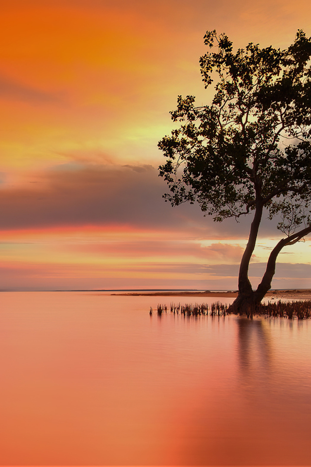 Одинокое дерево в озере на закате солнца