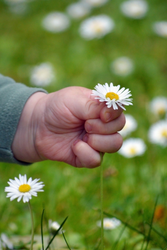 Рука ребенка держит белую ромашку