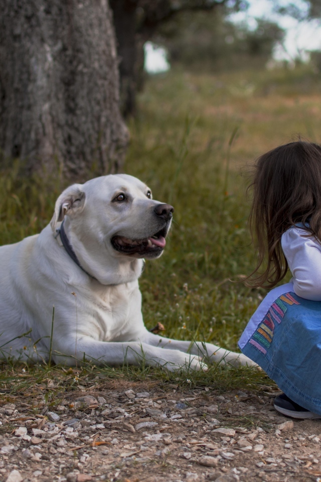 Маленькая девочка с лабрадором у дерева