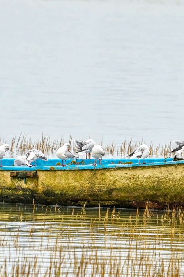 Чайки сидят на старой лодке на берегу реки