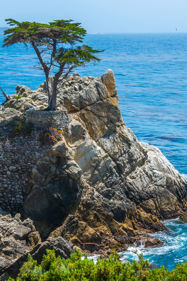 Дерево на вершине скалы у побережья океана Калифорния