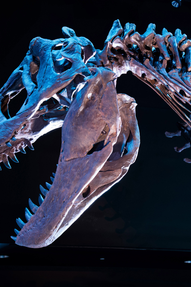 Скелет тираннозавра на черном фоне