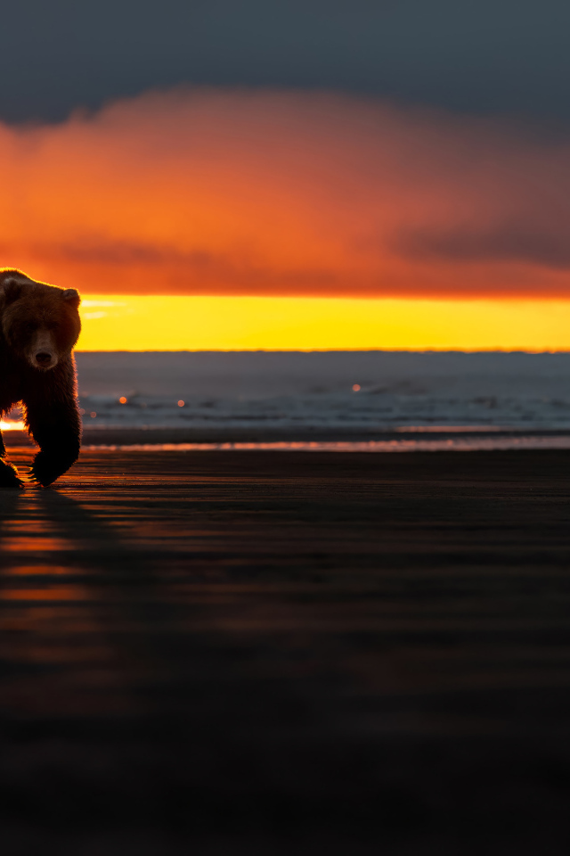 Большой бурый медведь у моря на закате