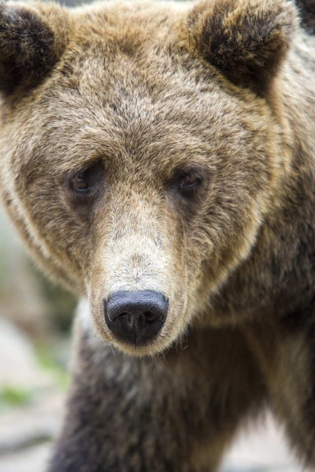Большой бурый медведь с черным носом