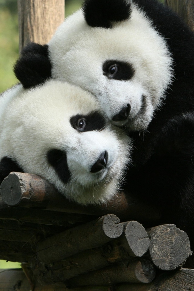 Две маленькие панды в зоопарке 