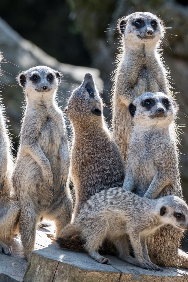 Семейство сурикатов сидит на сухом пне