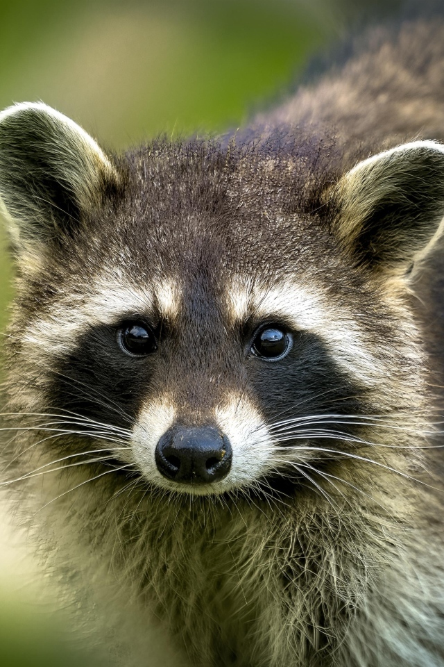 Милый енот с черным носом