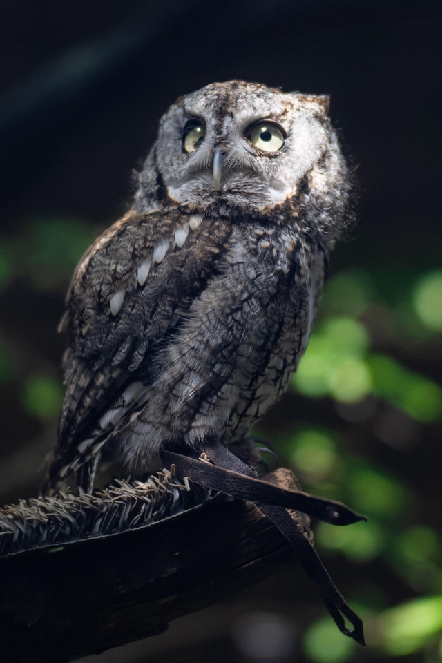 Серая сова сидит на ветке дерева в лесу