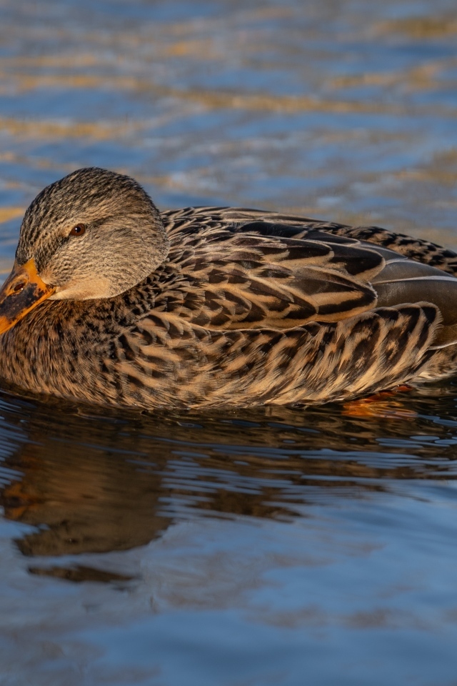 Серая дикая утка плавает в воде