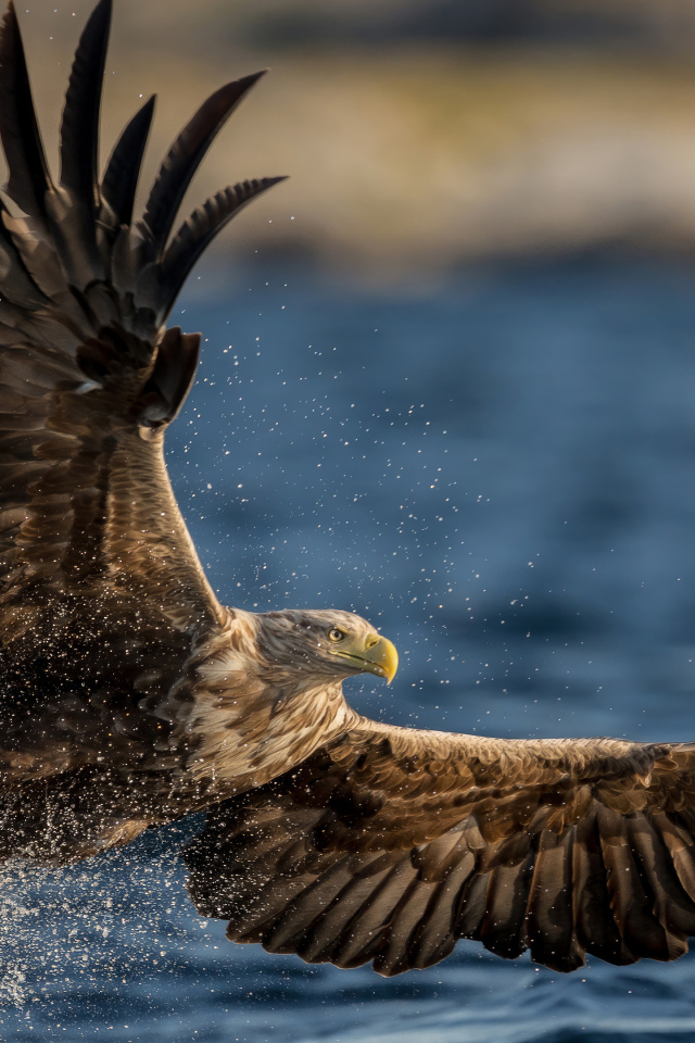 Большой орел охотится в воде