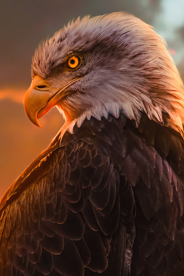 Большой хищный орел с яркими глазами