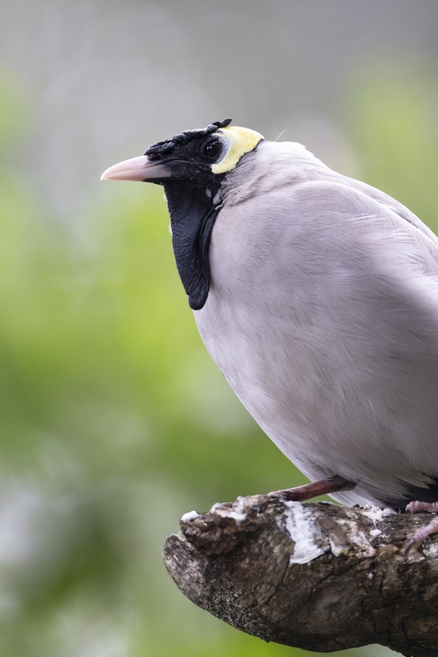 Большая серая птица сидит на ветке