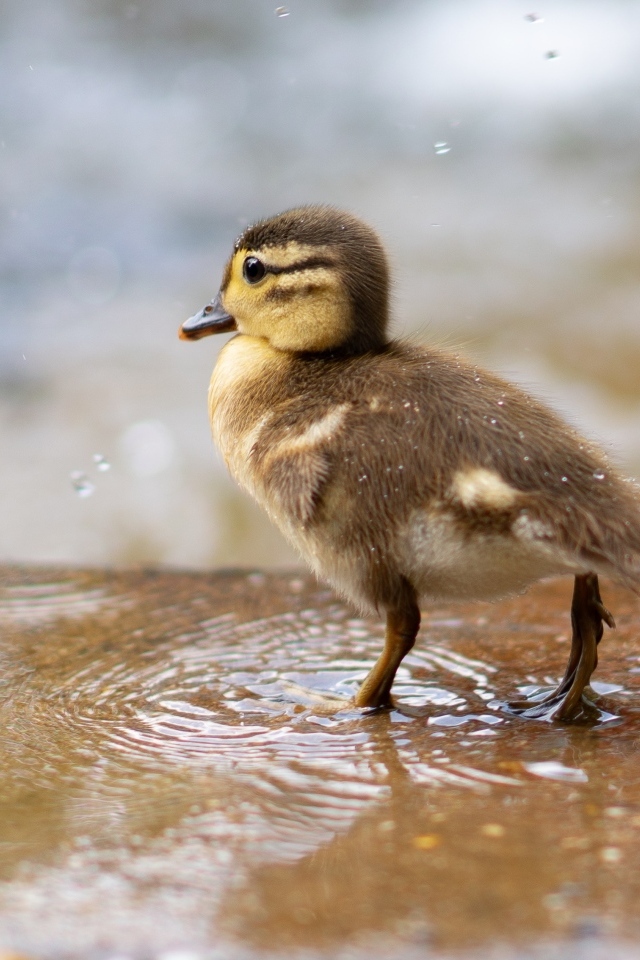 Маленький утенок стоит в луже