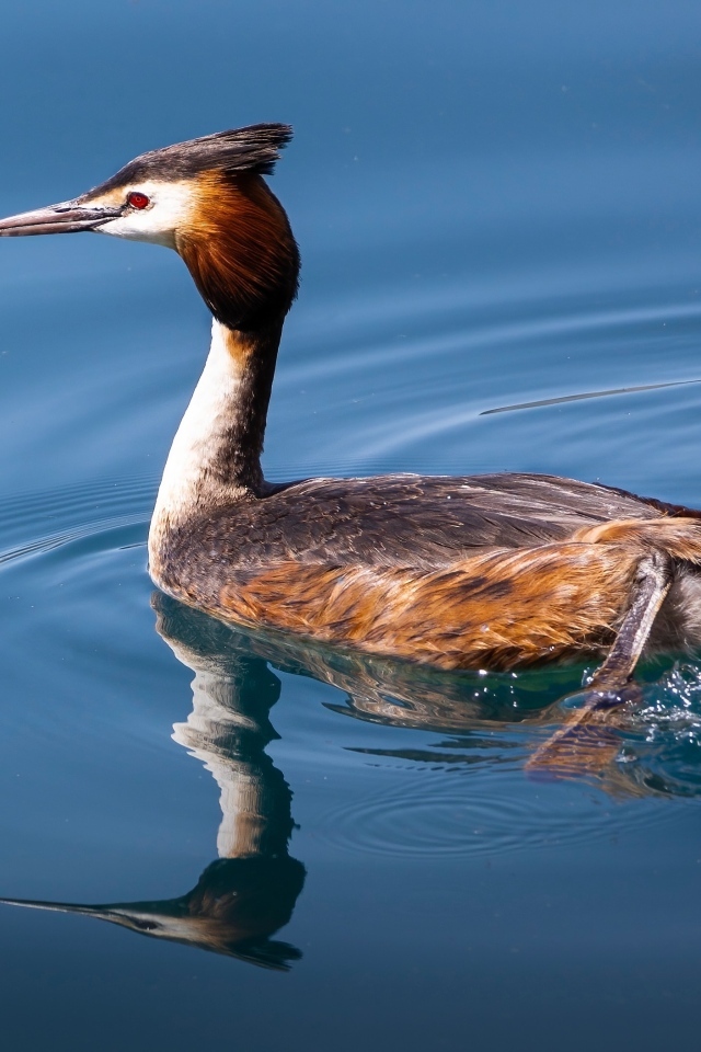 Утка гагара плывет по воде