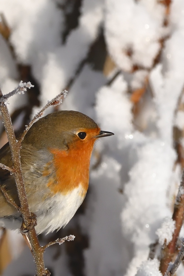 Маленькая птичка на покрытой инеем ветке