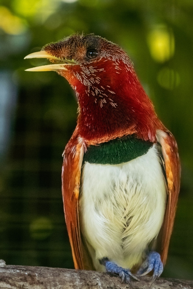 Тропическая птица сидит на ветке дерева