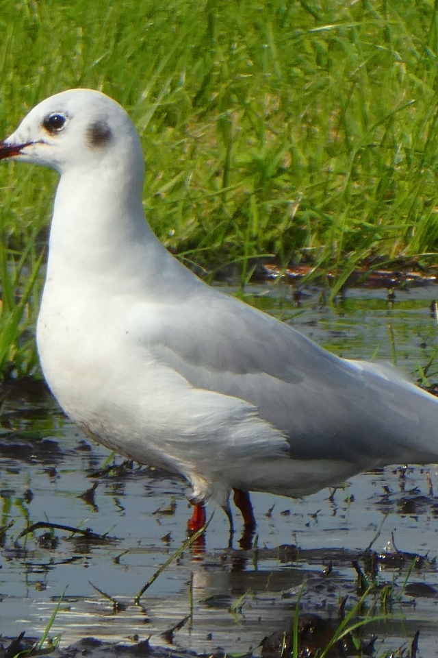 Белая чайка стоит в воде 