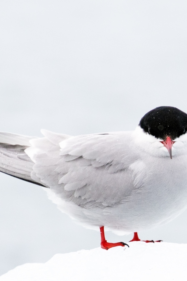 Арктическая чайка сидит на снегу