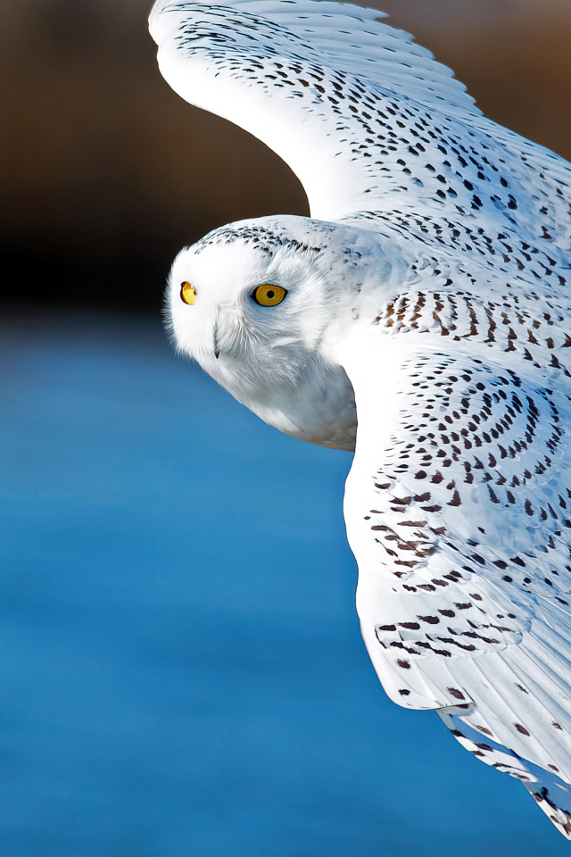 Большая белая сова летит в воздухе