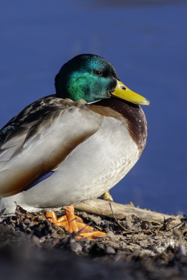 Селезень с зеленой головой у пруда