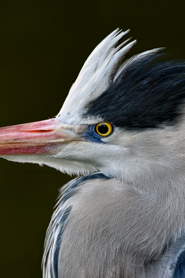 Серая цапля с острым красным клювом
