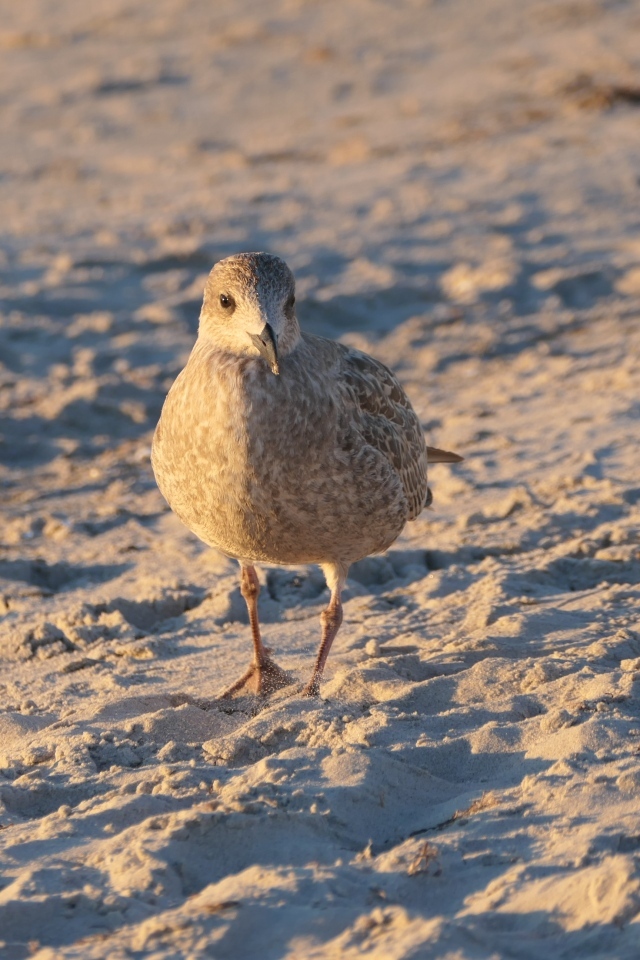 Маленькая серая птичка на песке