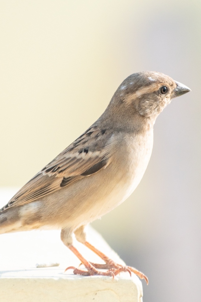 Маленький серый воробей крупным планом