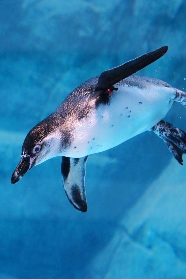 Пингвин плывет под водой