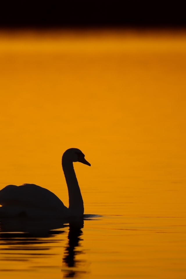 Силуэт лебедя в воде на закате