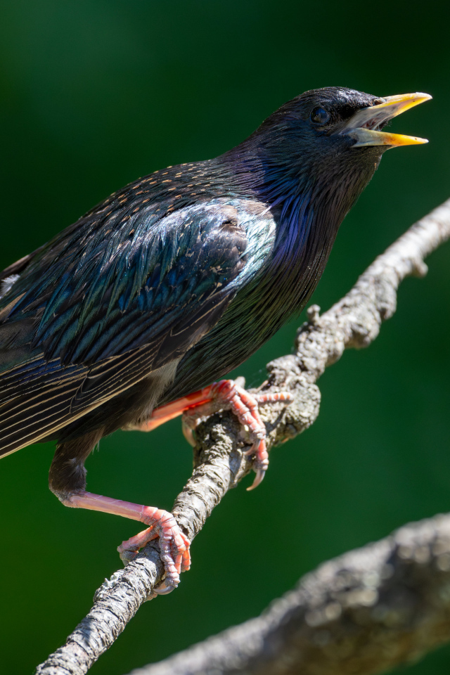 Скворец с открытым клювом на дереве 