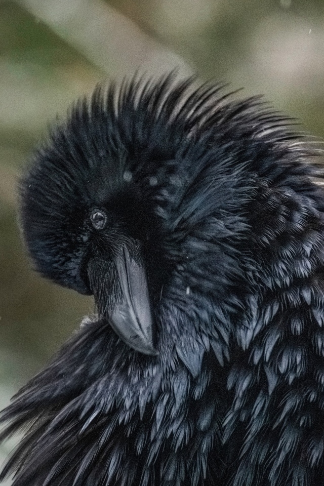 Большой черный ворон взъерошил перья