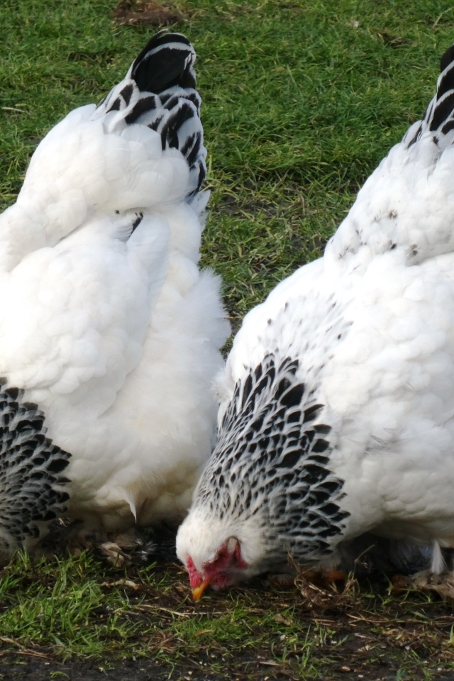 Две домашние курицы на зеленой траве