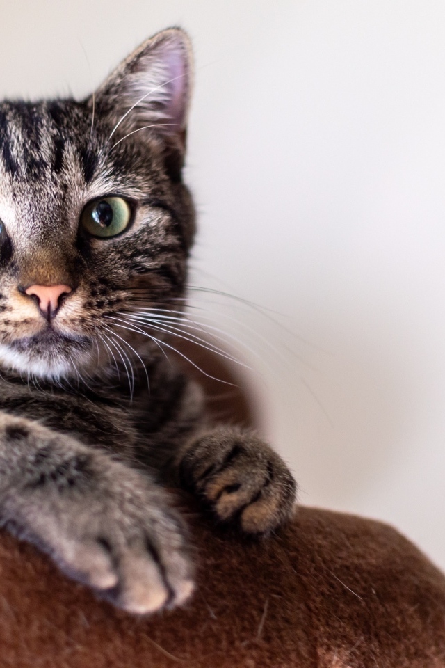 Большой серый зеленоглазый домашний кот 