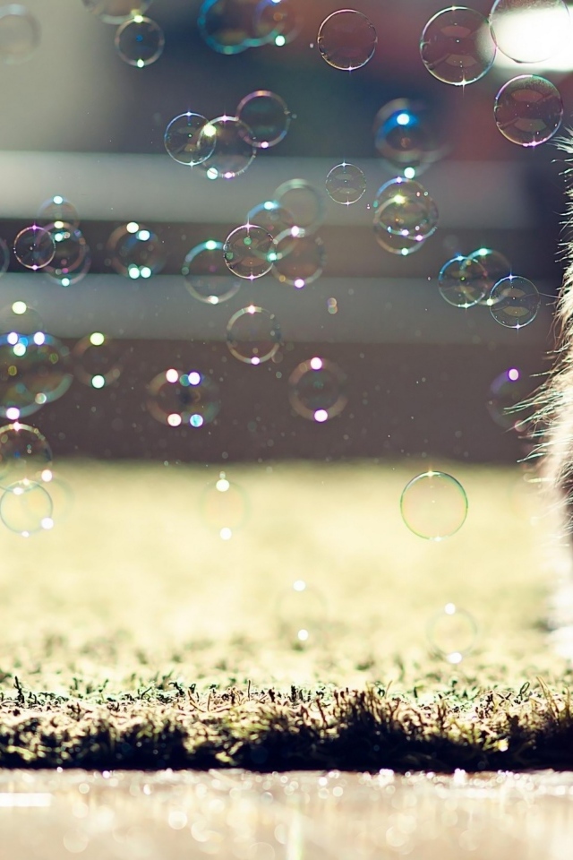 Маленький серый котенок с мыльными пузырями