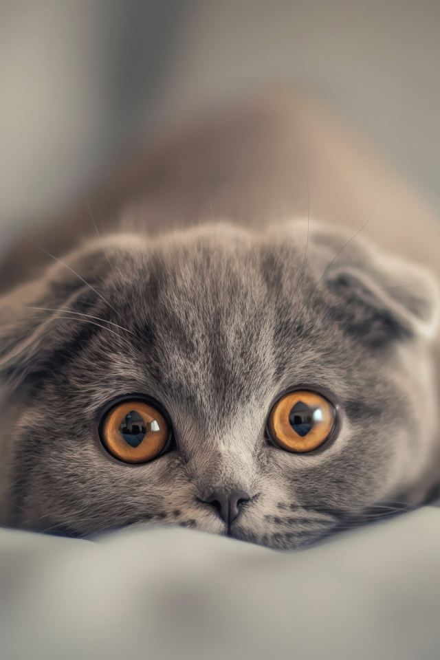 Вислоухий шотландский котенок с коричневыми глазами