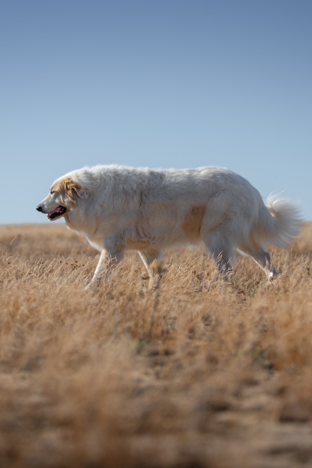 Большой старый пес идет по сухой траве