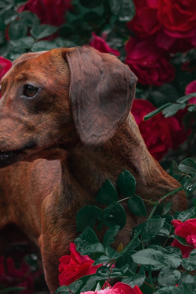 Коричневая такса в зарослях красной розы