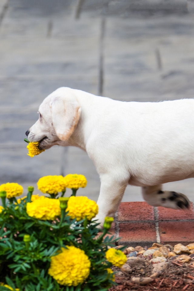 Щенок лабрадора рвет цветы на клумбе