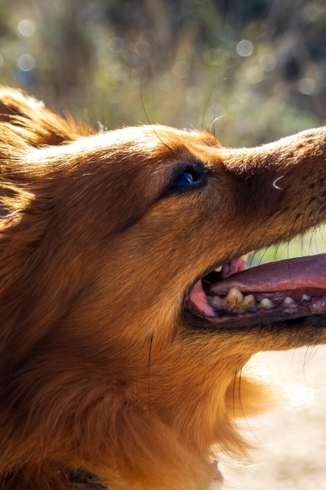 Рыжий довольный пес с длинным языком