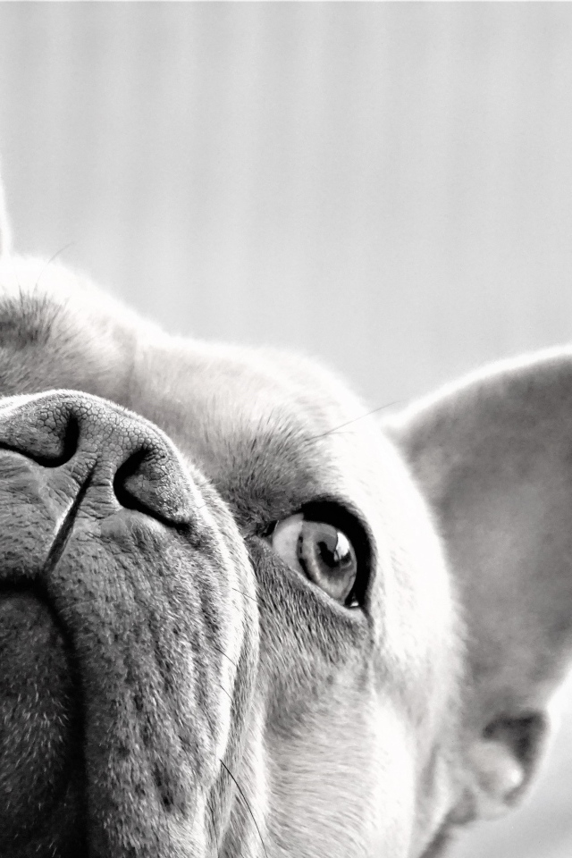 Грустная морда французского бульдога