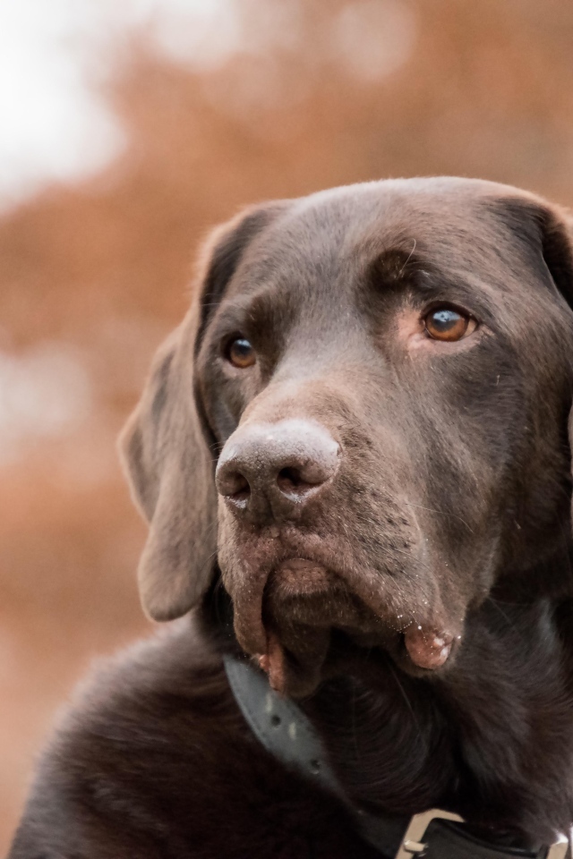 Грустная морда коричневого лабрадора 