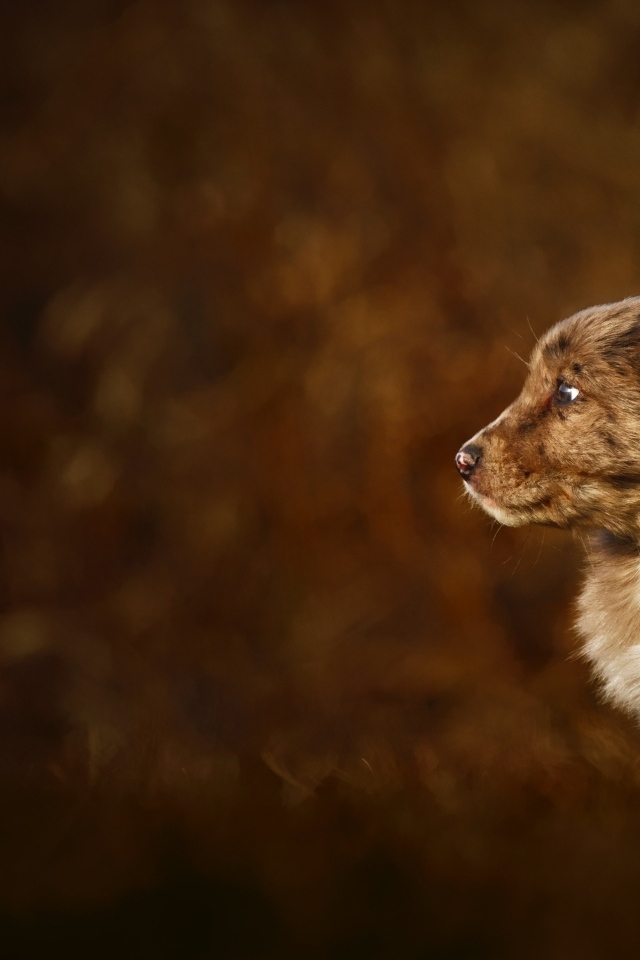 Маленький коричневый щенок крупным планом