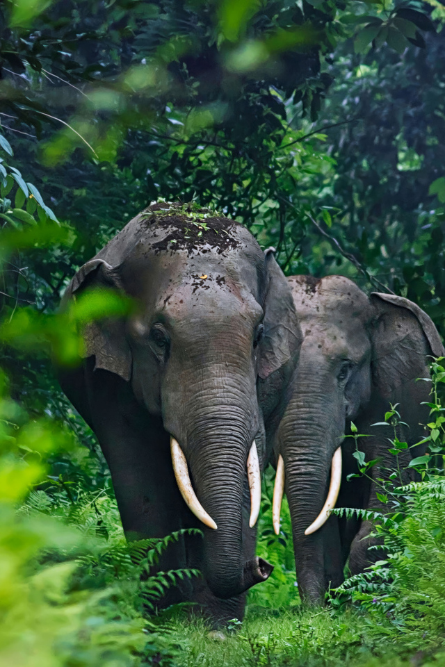 Два больших серых слона в тропических зарослях