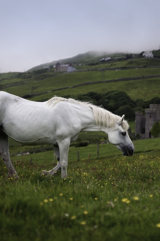 Большой белый конь пасется на зеленой траве