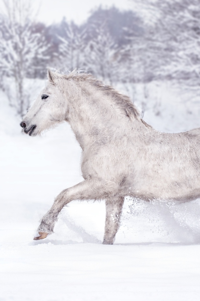 Белый конь скачет по белому снегу
