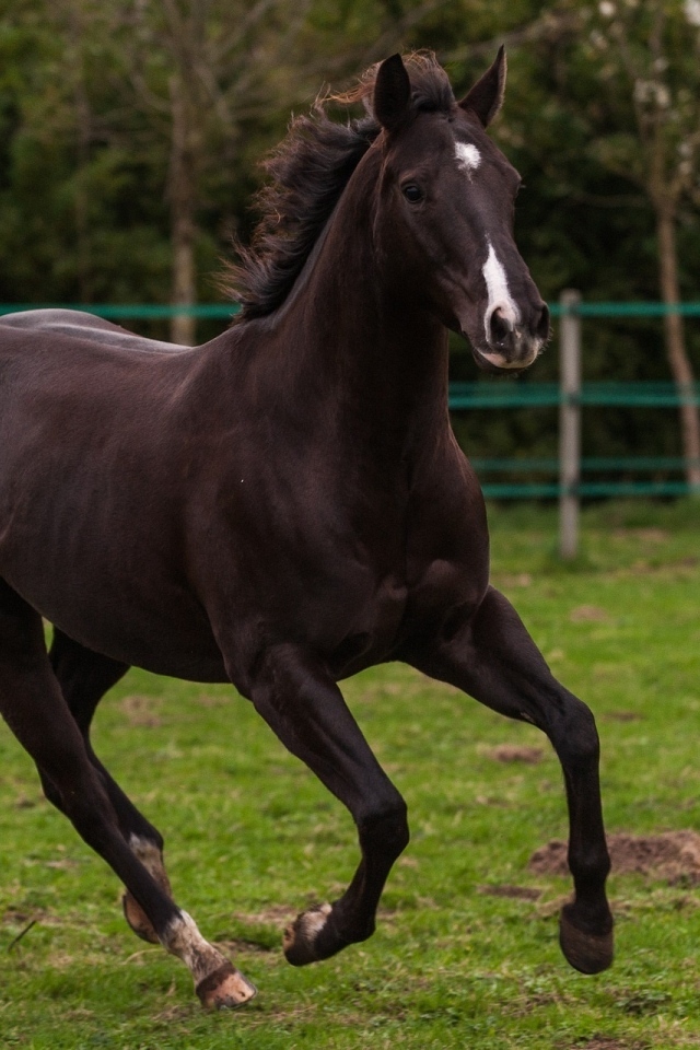 Красивый конь скачет по зеленой траве на ферме