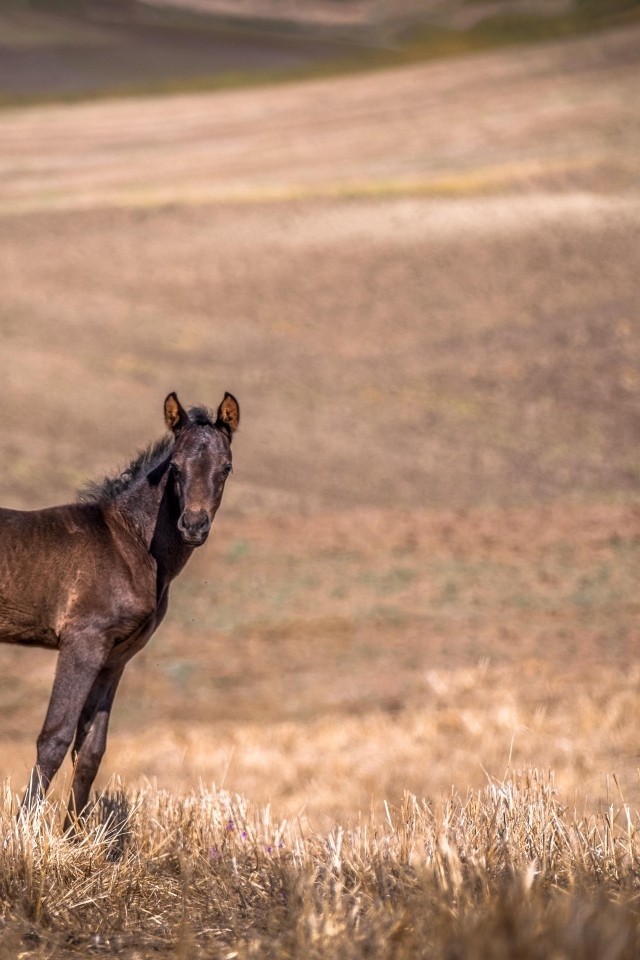 Жеребенок на пастбище 