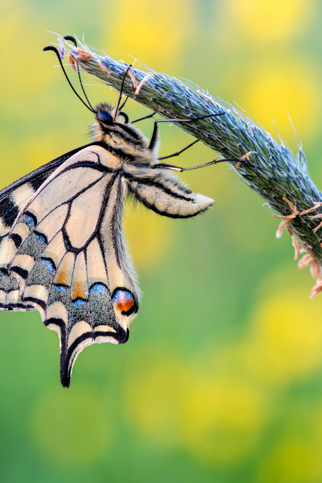 Красивая бабочка махаон сидит на колоске